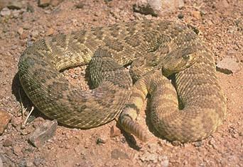 BASIC PREPAREDNESS GUIDEBOOD SNAKES: PIT VIPERS PIT VIPERS: RATTLESNAKES There are many species of rattlesnakes in the United States.