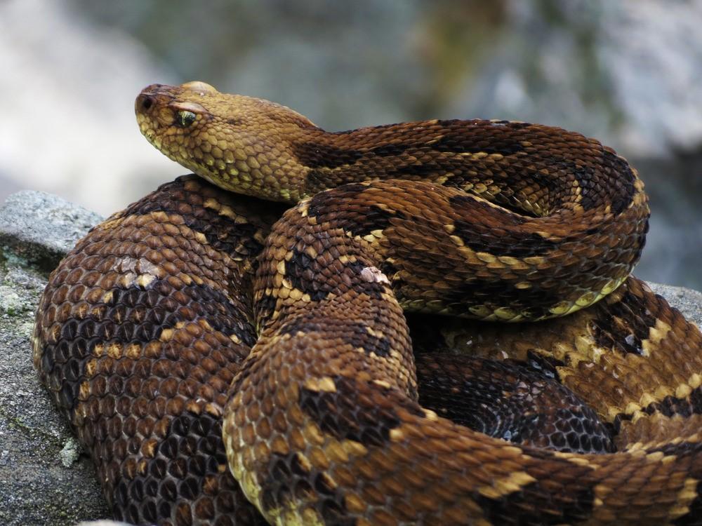 Rattlesnakes use their rattles or tails as a warning when they feel threatened. Rattlesnakes may be found sunning themselves near logs, boulders, or open areas.