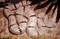 Do not rely on a rattle sound for identification, though; remember that snakes' tails are occasionally injured or cut off, and that a surprised snake may not have time to sound its rattle.