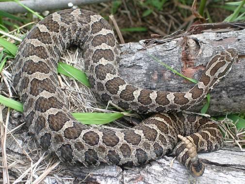 BASIC PREPAREDNESS GUIDEBOOD SNAKES: PIT VIPERS DESERT MASSASAUGA: This is a relatively short, heavy-bodied snake with a total adult length of 51-82 cm (20-32 in).