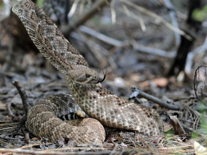 BASIC PREPAREDNESS GUIDEBOOD SNAKES: PIT VIPERS WESTERN DIAMONDBACK: Most wildlife species generally hide in the presence of a human or animal larger than themselves.