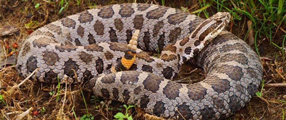 It is not rattling to protect itself, but to warn intruders of its presence. The diamondback has all the reasons to stand its ground too.