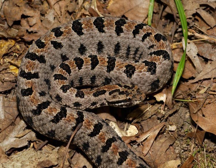 The western diamondback, despite its very obvious rattle on the tip of its tail, ranges in colors from brown to gray to pinkish, depending on the shade of its habitat.