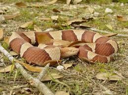 BASIC PREPAREDNESS GUIDEBOOD SNAKES: PIT VIPERS PIT VIPERS: COPPERHEADS Copperheads have chestnut or reddish-brown crossbands on a lighter colored body.