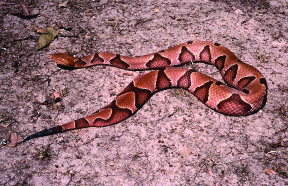 BROAD - BANDED COPPERHEAD: The broad-banded copperhead which has been described in the western areas of the United States ranging from the southern regions of Kansas and Oklahoma to North Texas.