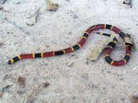 ELAPID SNAKES (NORTH AMERICAN COBRAS): CORAL SNAKES BASIC PREPAREDNESS GUIDEBOOD SNAKES: ELAPID SNAKES Although pit vipers are by far the most common family of venomous snakes found in the United
