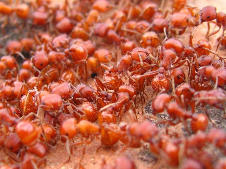However, not all species are beneficial - some species, like the red imported fire ant, is an invasive species that make it difficult for native species of ants.