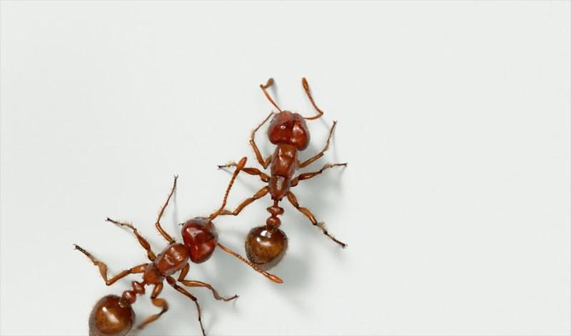 BASIC PREPAREDNESS GUIDEBOOK INSECTS: ANTS LEAFCUTTER ANTS: Rusty brown ants with spines on their thorax (remember that's the middle part of an insect's body).