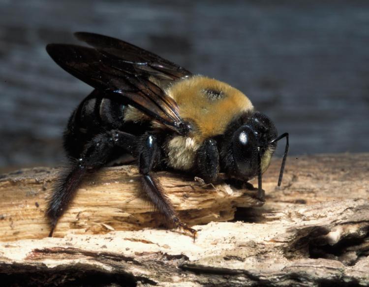 BASIC PREPAREDNESS GUIDEBOOD INSECTS: BEES INSECTS: BEES Bees are flying insects that are related to the wasps and ants.