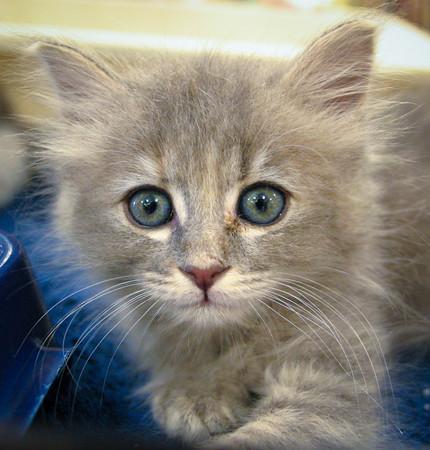 kittens in 09 nw up t 2,000 in 2014 Saved 1,500 kittens frm AAC alne All