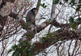 A troupe of around 20 individuals, including juveniles, was observed on several adjacent trees in the evening along the highway at km 157.
