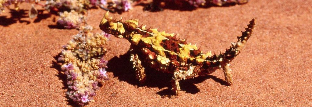 7 Moloch or Thorny Devil Moloch horridus - 20 cm - Soudan Station - Barkly Tableland - NT Dragons feed largely on insects and other invertebrates, the larger ones also taking small vertebrates like