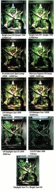 Lighting The proper lighting of your terrarium is a very complex issue as the different animals have quite different requirements and there is no standard lighting suitable for all kinds of reptiles.