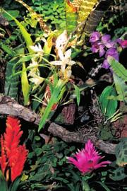 Plants Keeping living plants in your terrarium is not an easy task, most die quickly or are eaten or destroyed by the animals.