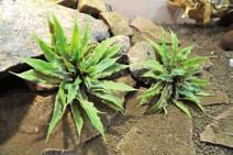 All plants are mounted on a realistic looking resin rock base and look very natural.