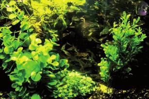 Aqua-Terra Plants are excellent for all types of terrariums as well as aquariums.