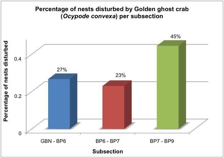 nests disturbed by Golden ghost crabs.