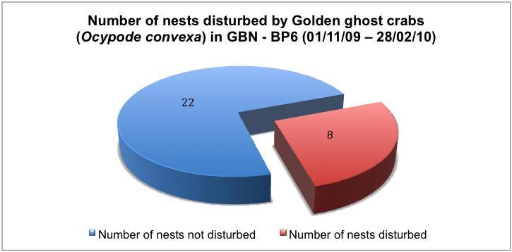 Subsection GBN BP6 consisted of 30 nests, approximately 27% with observed disturbances by Golden Ghost Crabs (Ocypode convexa) (refer Figure 12 below).