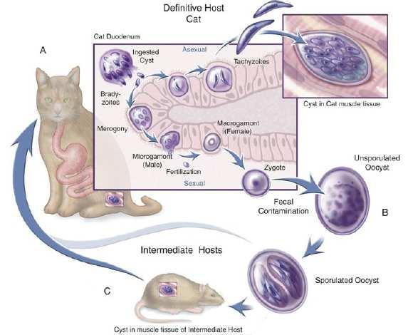 Toxoplasma gondii: the cycle Three