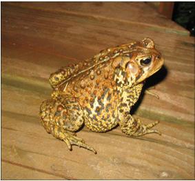 Toads May live away from water Short tongues Rough, dry bumpy skin Wider body Short, less powerful hind legs Can run or take small hops Lays eggs in chains 19 Common Frogs and Toads of
