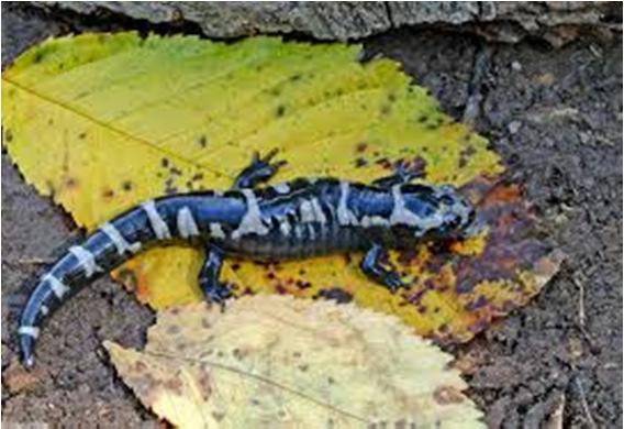 northern hemisphere, most salamanders are small, some species can be very large, the Chinese giant