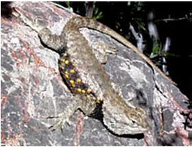 Some lizards eat insects, while others eat plants, small animals, or even other lizards.