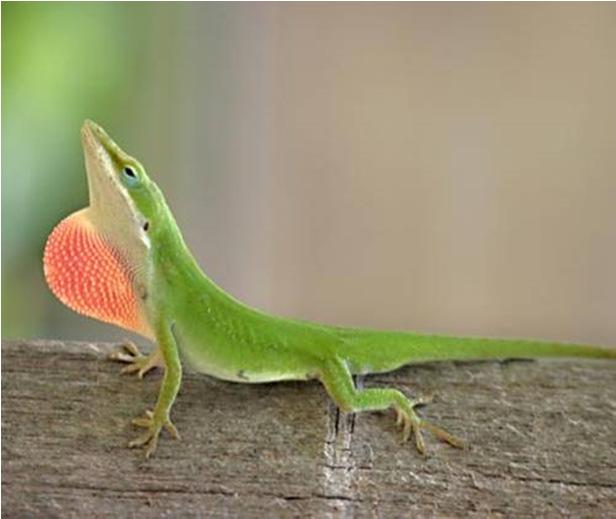 Lizard Characteristics Lizards typically have four legs with five toes on each foot, although a few, such as theworm lizard and the so-calledglass lizard, are limbless, retaining only internal