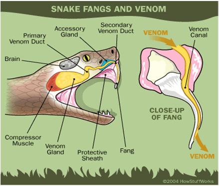 Some snakes capture animals by pinning them to the ground; some the constrictors crush them by wrapping their bodies around them and squeezing; still others the venomous snakes inject poison into