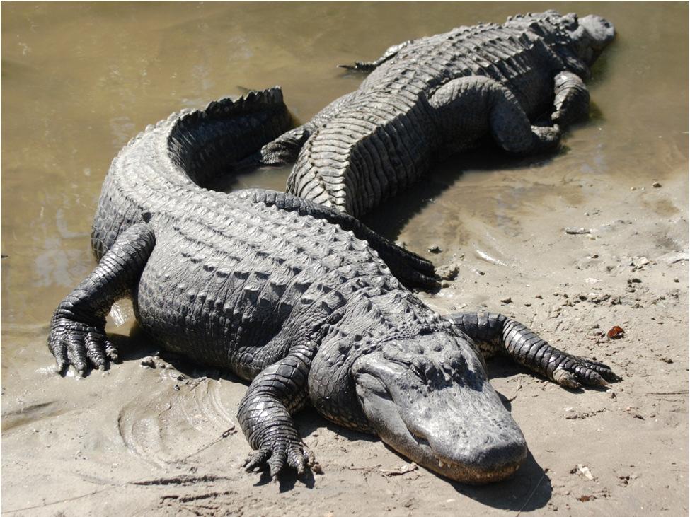 Alligators/Crocodiles Order: Crocodylia Characteristics These reptiles have a 4 chambered heart They have cropfor the storage of food (like birds) They also have a