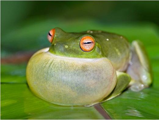 Some frogs emit their attraction calls separately and others join a group in an immensely