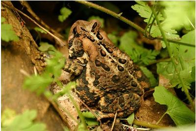 Frog and Toad behavior, continued Defenses:Frogs have few defenses, so most are active at night. Camouflage coloration allows them to sometimes hide in plain sight.