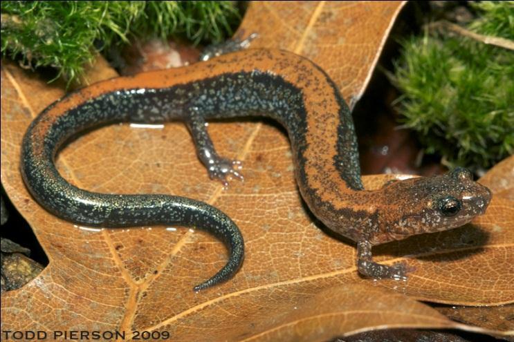 Eastern Red-backed Salamander Plethodon cinereus Animal Type: Salamander Typical Habitat: Moist and cool forests of varying varieties.