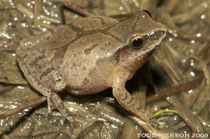 Spring Peeper Pseudacris crucifer Animal Type: Frog Typical Habitat: Any wooded area near permanent or seasonal water bodies. Identifying Features: Tan or grey with a dark X located on the frogs back.