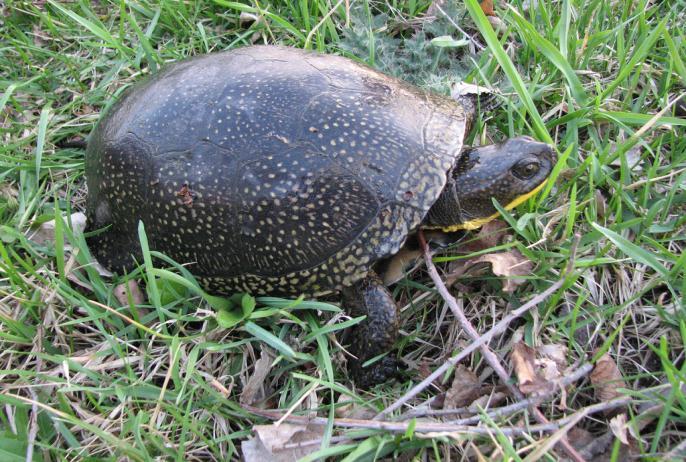 Blandings Turtle Emydoidea blandingii Animal Type: Turtle Typical Habitat: Shallow water bodies with lots of vegetative cover Identifying Features: Yellow throat and chin.