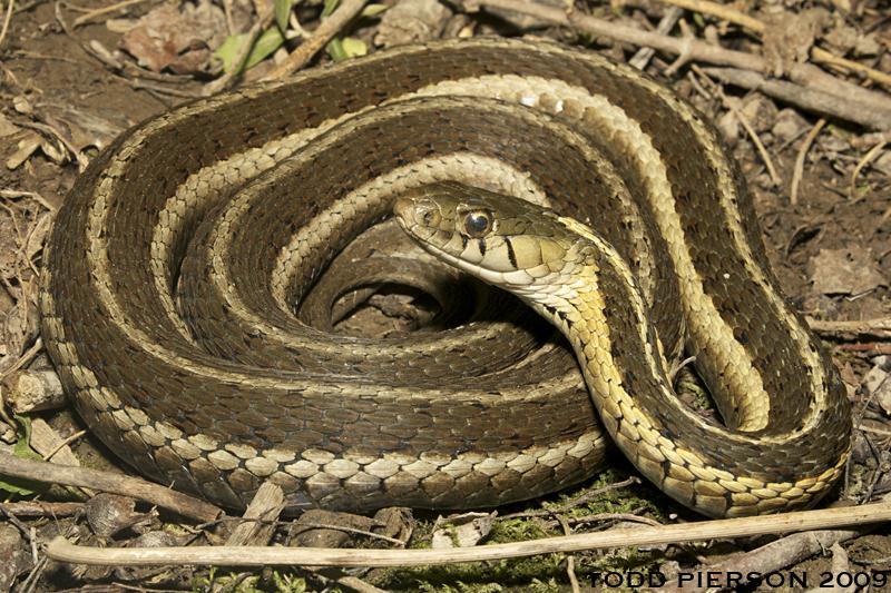 Thamnophis sirtalis sirtalis Animal Type: Snake Typical Habitat: Close proximity to water, both natural sources as well as anthropogenic sources such as drain pipes and culverts.
