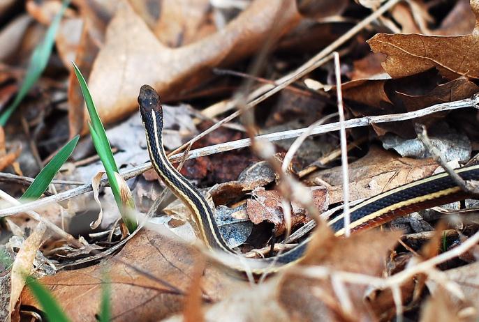 Eastern Ribbon Snake Thamnophis sauritus septentrionalis Animal Type: Snake Typical Habitat: Near water, wet meadows, marshes and bogs.