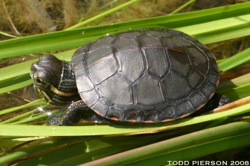 Turtle Chrysemys