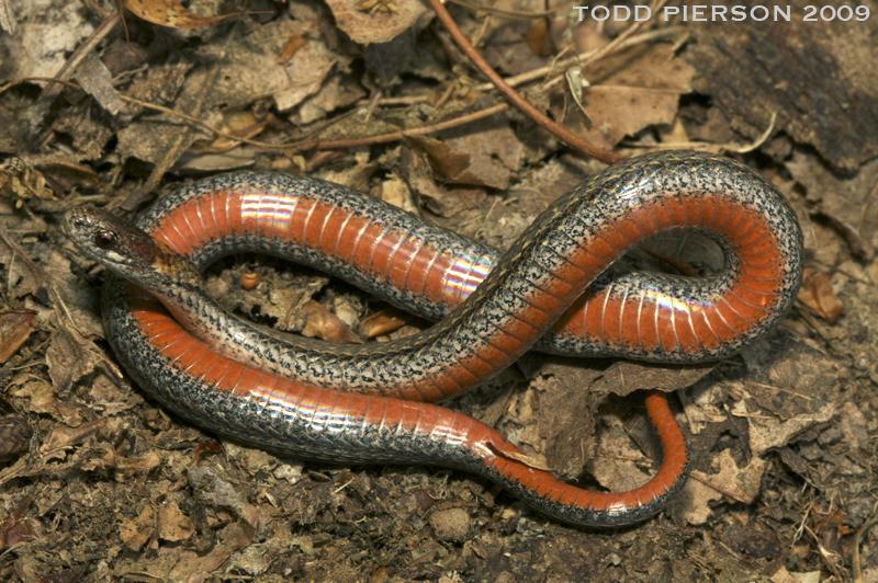Northern Red-bellied Snake Storeria occipitomaculata Animal Type: Snake Typical Habitat: Hilly woodlands, sphagnum bogs. Identifying Features: These snakes are variable in color.