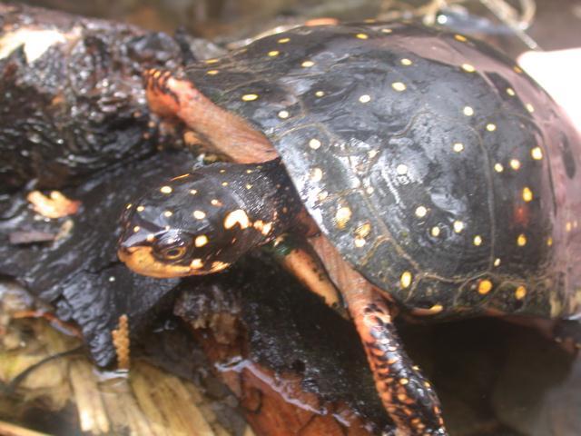 Spotted Turtle Clemmys guttata Animal Type: Turtle Typical Habitat: Marshes, wet woodlands, beaver ponds and mussy streams. Identifying Features: Rounded smooth black shell.