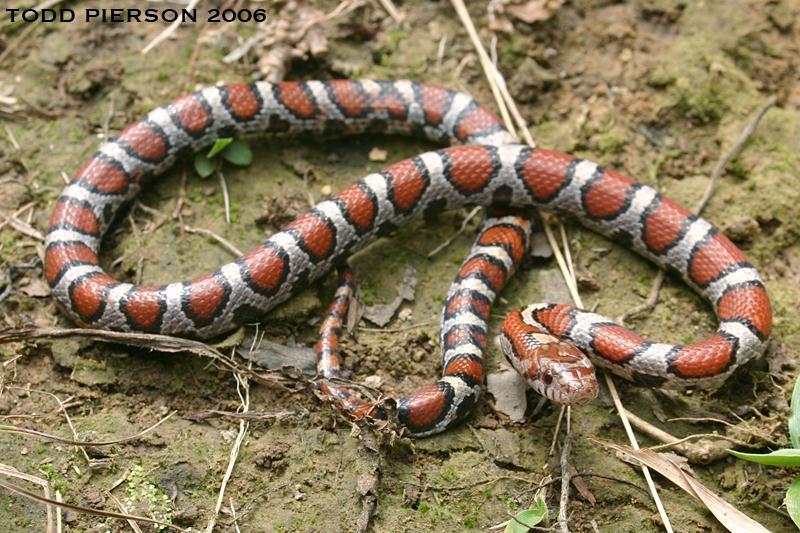 Eastern Milksnake Lampropeltis triangulum triangulum Animal Type: Snake Typical Habitat: Various, damp woodlands to mountainous.