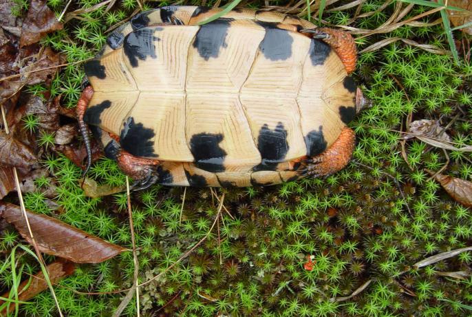 Wood Turtle Glyptemys insculpta Animal Type: Turtle Typical Habitat: Cool water in deciduous forests, marshes, swamps, and farm areas. Identifying Features: Pyramid shapes on shell.