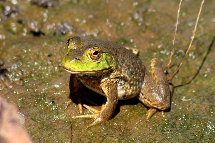 American Bullfrog Rana catesbeiana Animal Type: Frog Typical Habitat: Slow flowing ponds, lakes, or streams.