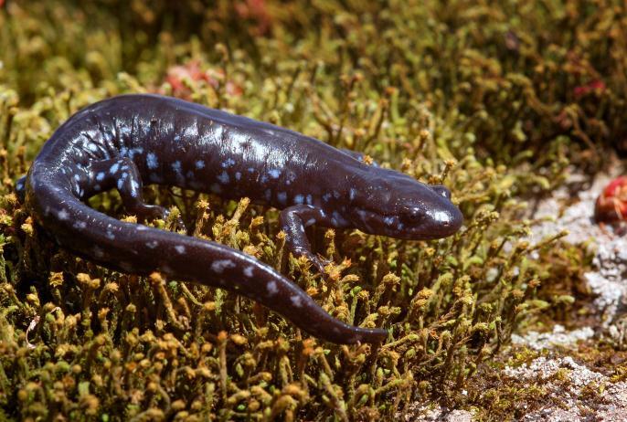 Blue-Spotted Salamander Ambystoma laterale Animal Type: Amphibian Typical Habitat: Deciduous forests Identifying Features: Grey or dark bluish body, with light blue flecks