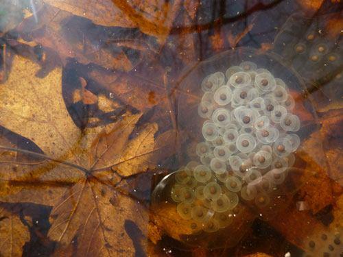 Life Cycle: Most, but not all, s lay their shell-less, jellylike eggs in ephemeral, or temporary, bodies of water.