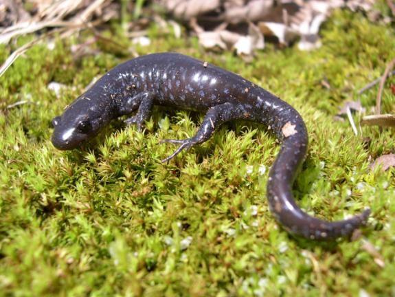 Salamander 7-13 cm.