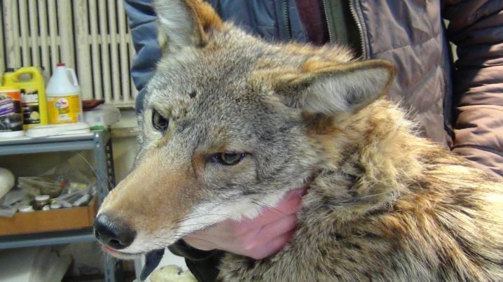 INTRODUCTION Late in the evening of April 9, 2014, a report was received via email from a Chicago resident of an incident that occurred a few hours earlier regarding a radio-collared coyote.