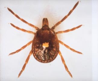 Land Between the Lakes Economic threshold for lone star tick in recreational areas proposed of 0.