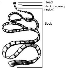 Its body consists of many segments as shown in the picture. New segments are formed at the neck. Segments are pushed downwards to the end of the worm as new ones are formed.