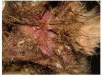 Rabbit with flystrike Infection in Human Skin diseases Many skin disorders are associated with warm and humid conditions and there is a high incidence of skin related problems such as hot spots and