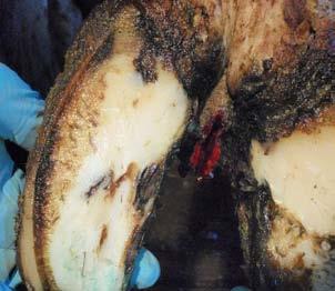 TM Why hoof health should be important to every producer Hoof disease is a major concern in the dairy industry.